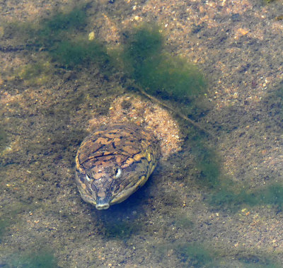 Gulf Coast Spiny Softshell Turtle