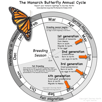 Annual Cycle of the Monarch Butterfly