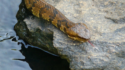 Water Moccasin Close-ups VIDEO