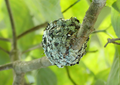 Ruby-throated Hummingbird Nest