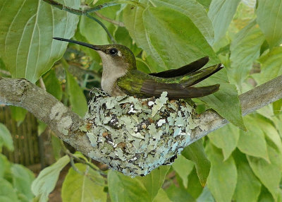 Ruby-throated Hummingbird Nest VIDEO