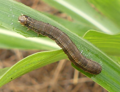 Fall Armyworm Caterpillar (9666)
