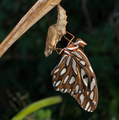 Freshly Emerged (Eclosed) Gulf Fritillary 