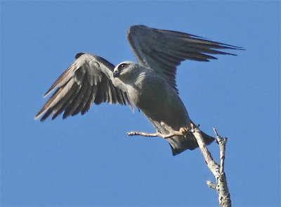 Adult with Wings Outstreched