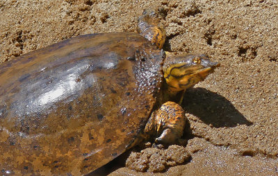 Spiny Softshell Turtle VIDEO