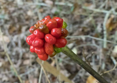 Jack-in-the-pulpit Berries