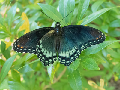 Red-spotted Purple 3.5.JPG