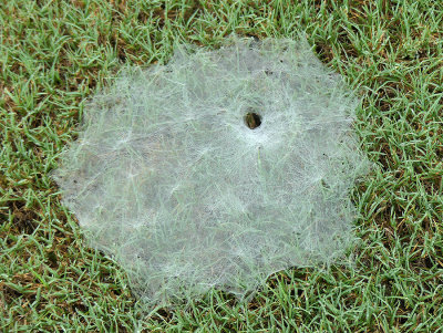 Funnel Web Spider (Grass Spider) Web
