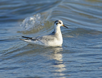 Red Phalarope