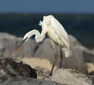 Great Blue Herons