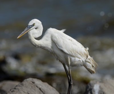 White Morph