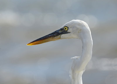White Morph Portrait