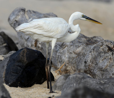 White Morph