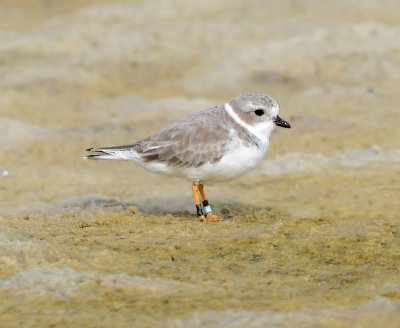 Non-breeding Adult with Leg Bands 