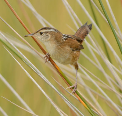 Marsh Wren 