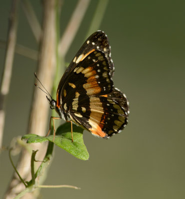 Bordered Patch 