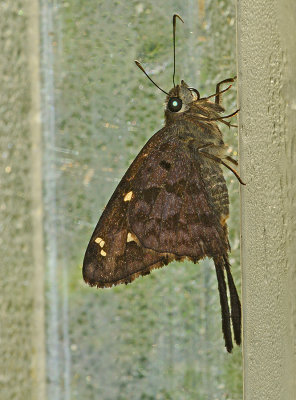 Dorantes Longtail