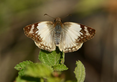 Laviana White-Skipper (Female)