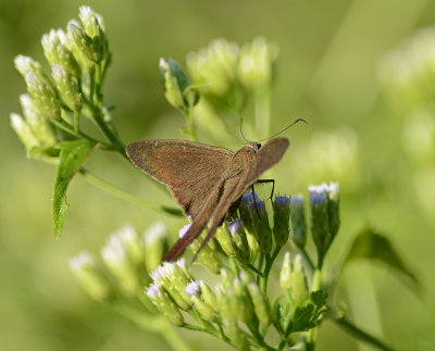 Brown Longtail (Male)