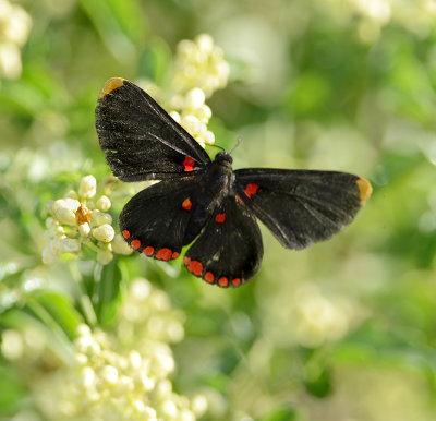 Red-bordered Pixie