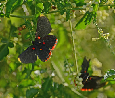 Red-bordered Pixies 