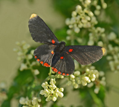 Red-bordered Pixie 