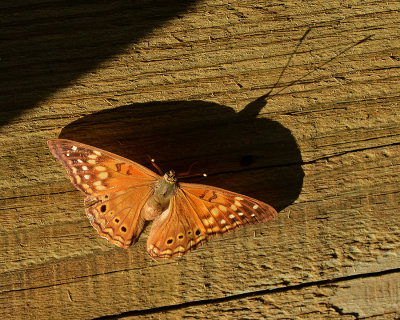 Me and My Shadow (Tawny Emperor)
