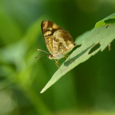 Pale-banded Crescent 