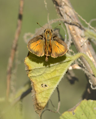 Whirlabout (Male)