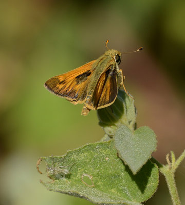 Sachem (Male)