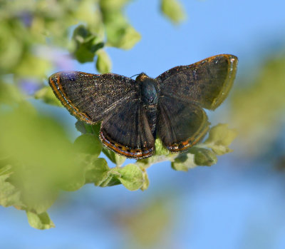 Red-bordered Metalmark (Male)