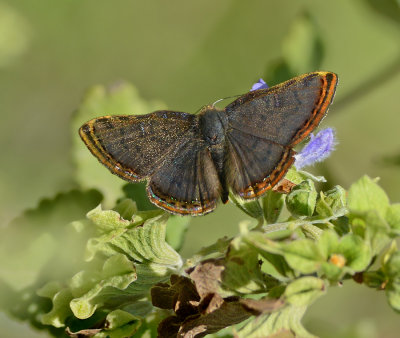 Red-bordered Metalmark (Male)