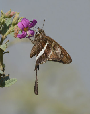 White-striped Longtail 