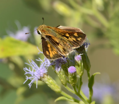 Female