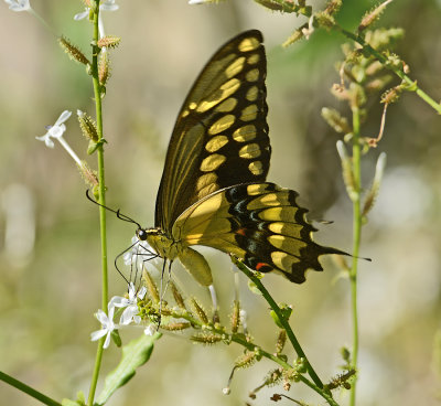 Giant Swallowtail 