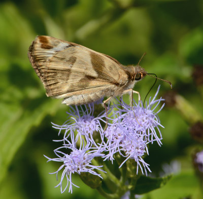 Laviana White-Skipper 