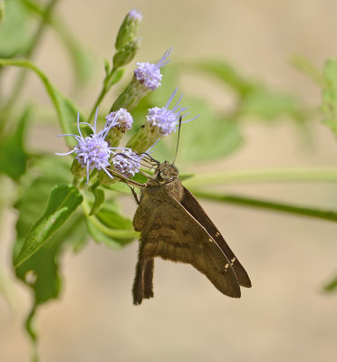 Brown Longtail Skipper 