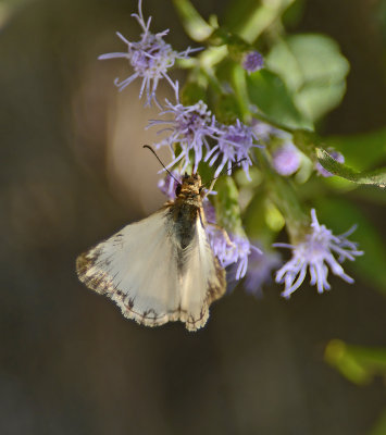 Turks-cap White Skipper 