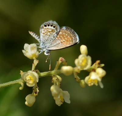 Western Pygmy Blue 