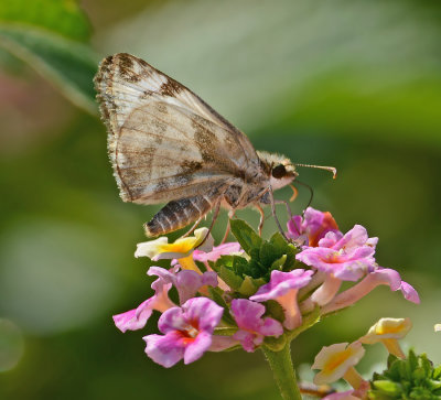 Laviana White-Skipper