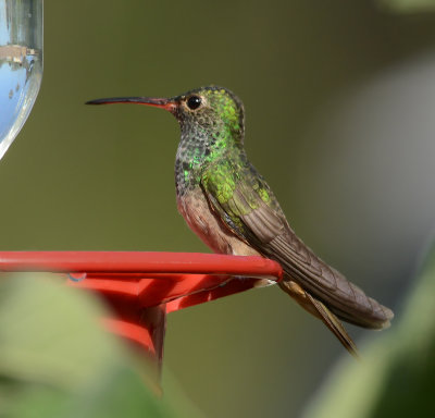Buff-bellied Hummingbird 