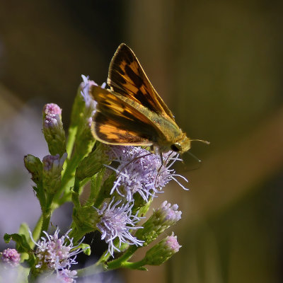 Common Mellana (Tentative ID)