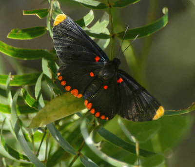 Red-bordered Pixie