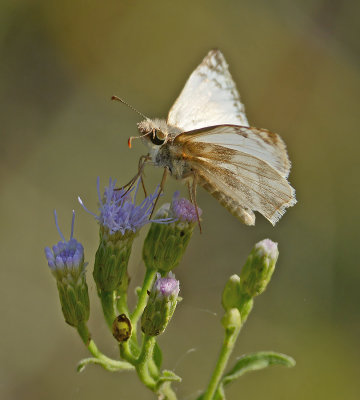 East-Mexican White Skipper 