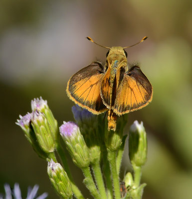 Whirlabout (Male)