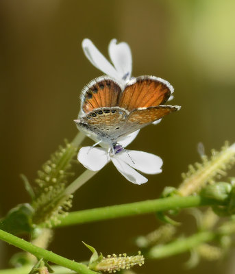 Western Pygmy Blue 