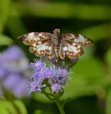 White-patched Skipper 