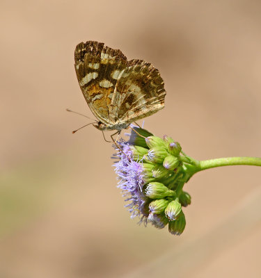 Pale-banded Crescent