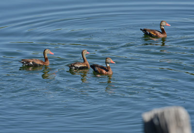 Black-bellied Whistling Ducks 