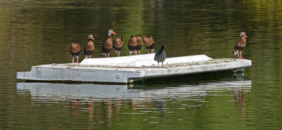 Black-bellied Whistling Ducks